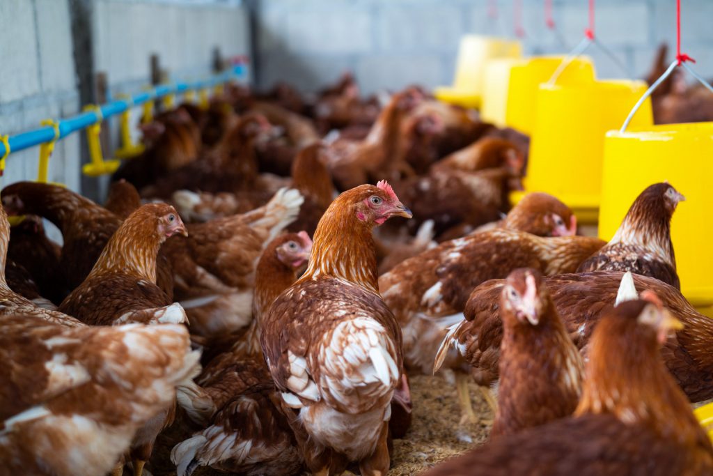 Frozen Chicken, Beef & Pork Supplier | Prime Poultry